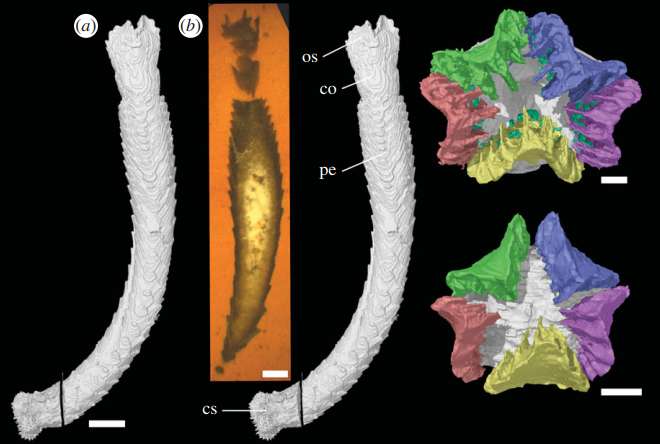 430-million-year-old extinct echinoderm found in England