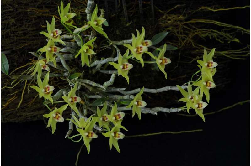 Genome of orchid Apostasia shenzhenica sequenced