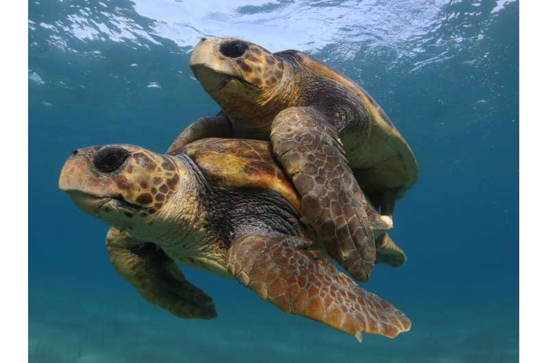 Efforts to save sea turtles are a 'global conservation success story': scientists