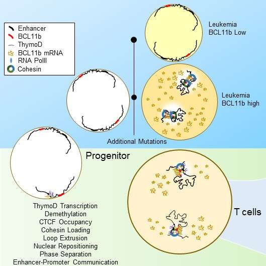 Locking down the big bang of immune cells