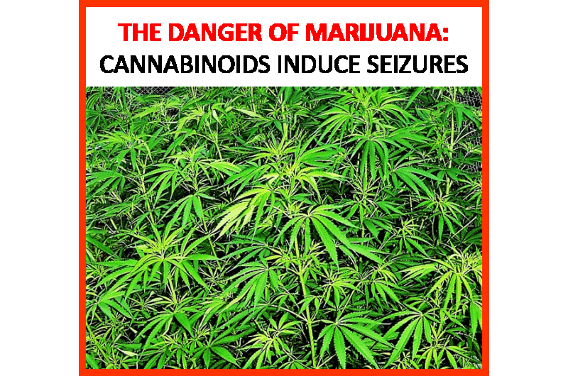 Cannabinoids induce seizures by acting through the cannabinoid CB1 receptor