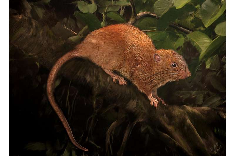 Tree-dwelling, coconut-cracking giant rat discovered in Solomon Islands