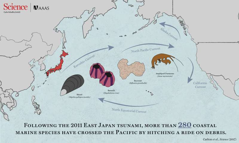 Tsunami enabled hundreds of aquatic species to raft across Pacific