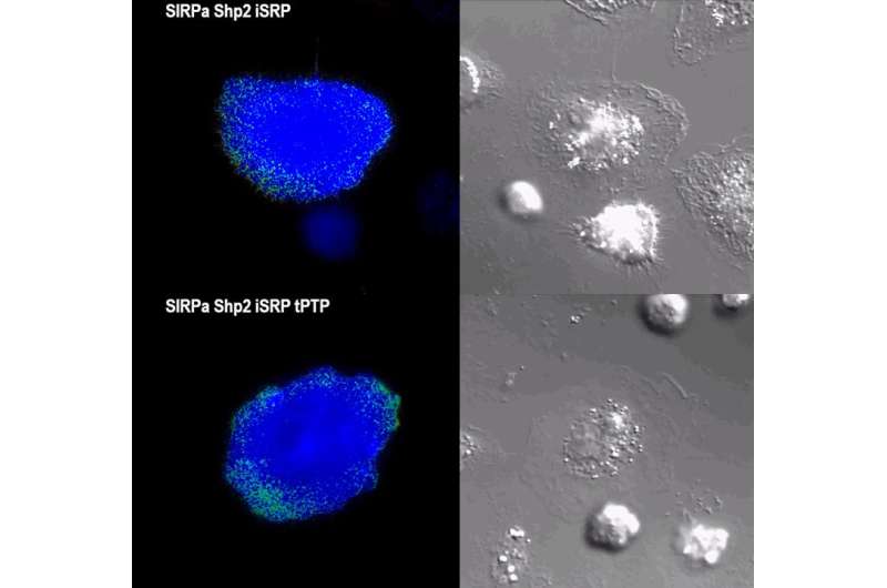 智能分子引发白细胞变成更好的肿瘤机器