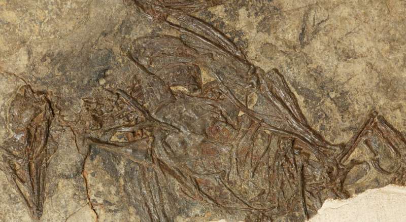 Fossil find pushes back date of earliest fused bones in birds by 40 million years