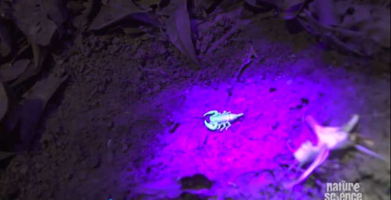 Scientists find scorpions target their venom