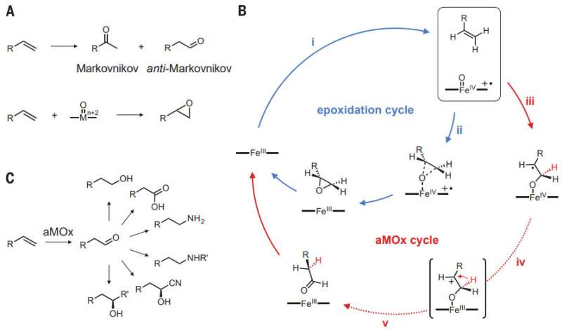 Modified enzyme used to provide better anti-Markovnikov selectivity in alkene oxidations