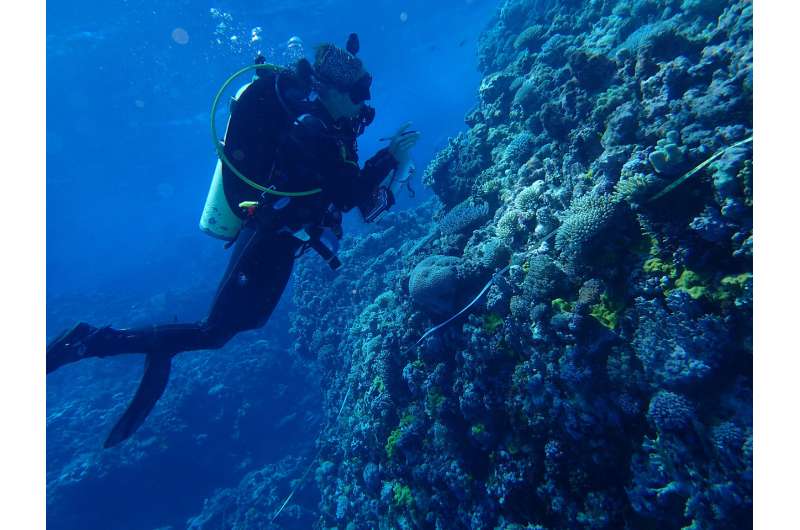 New study predicts worldwide change in shallow reef ecosystems as waters warm