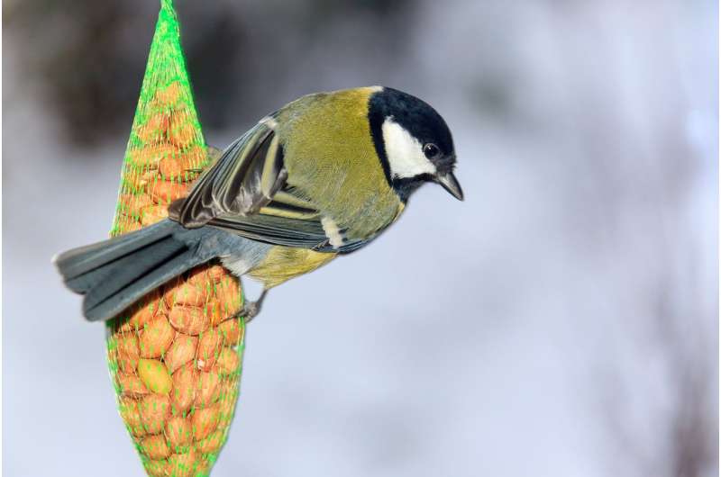 Evolution in your back garden -- great tits may be adapting their beaks to birdfeeders
