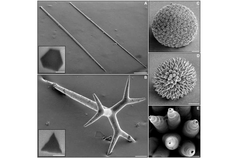 Closer looks reveals axial filaments in sea sponge spicules made up of proteins