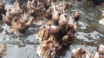 Study makes inroads toward farming gooseneck barnacles