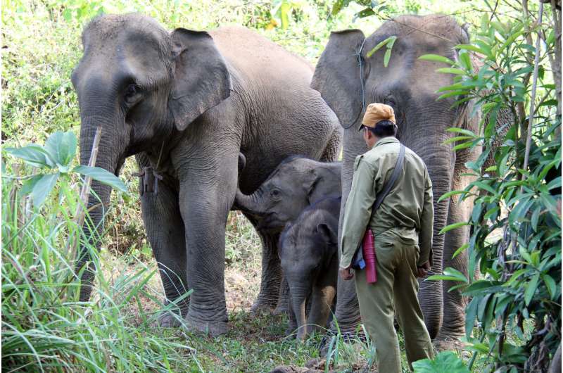 Ensuring the survival of elephants in Laos: A matter of economics