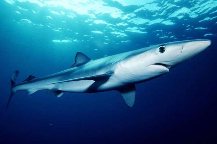 One-third of all shark species in fin trade are endangered