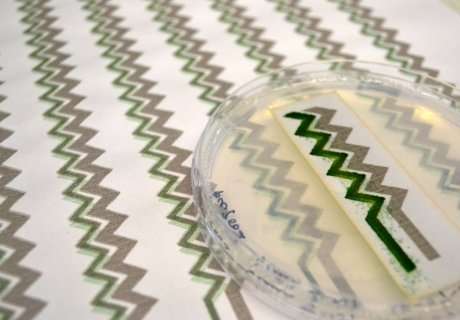 Wallpaper bio-solar panel developed by researchers