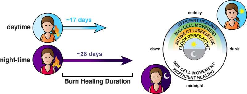 Our body clocks cause wounds sustained at night to heal more slowly