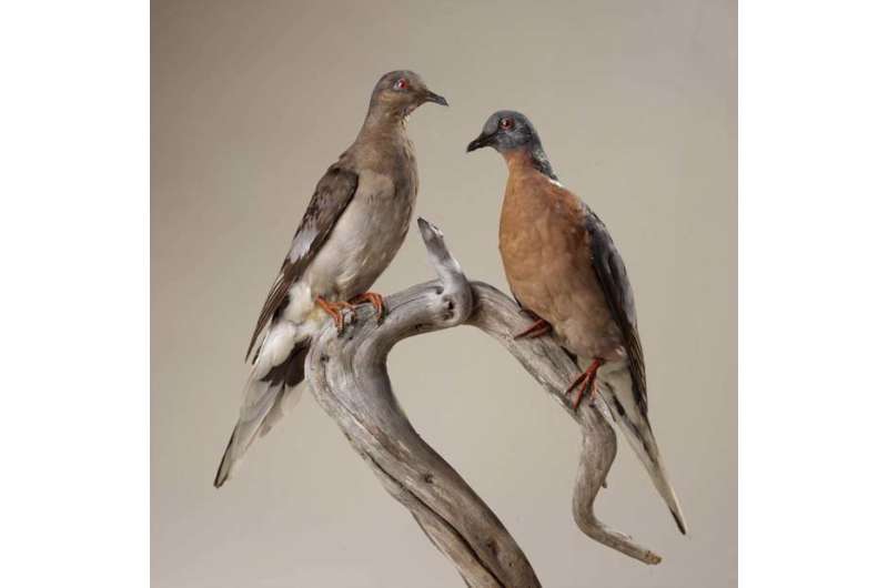 Passenger pigeon genome shows effects of natural selection in a huge population
