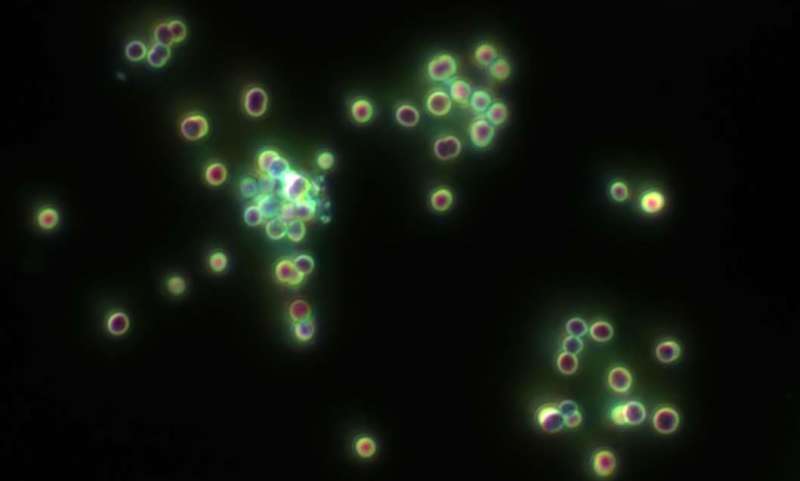 Research reveals a new survival strategy in key bacteria