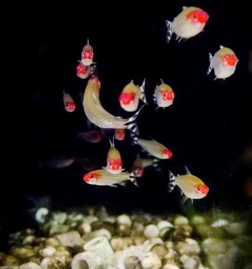 Schooling fish mainly react to one or two neighbors at a time