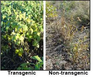 Research details genetic resistance to sudden death syndrome in soybeans