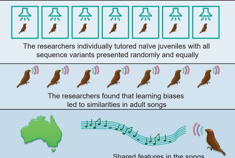 Do birdsong and human speech share biological roots?