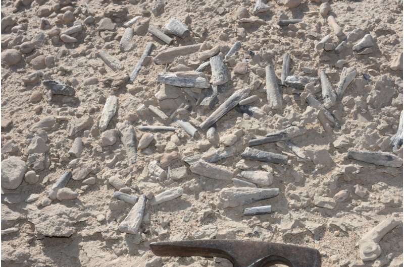Hundreds of pterosaur eggs reveal early life insights