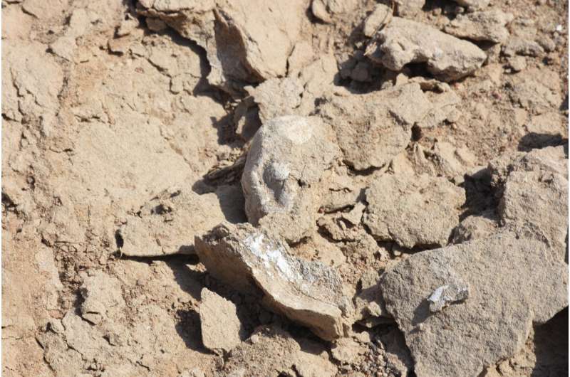 Hundreds of pterosaur eggs reveal early life insights