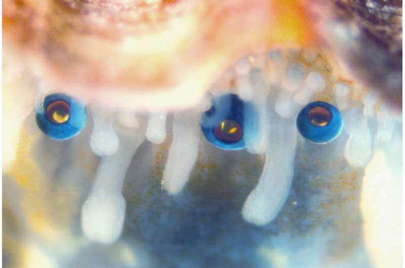 Scallops have 200 eyes, which function like a telescope: study