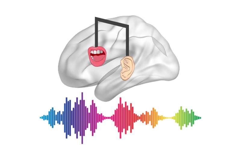 How musical training affects speech processing