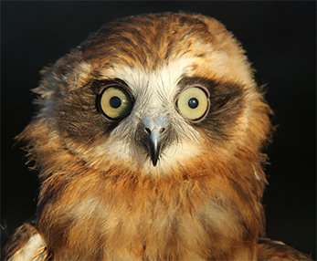 Aussie owls fall foul of rat poisons