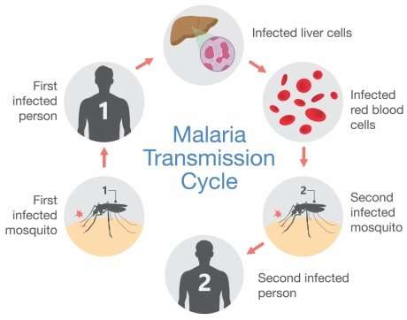 Birth control for parasites: researchers reveal new vaccine target for malaria