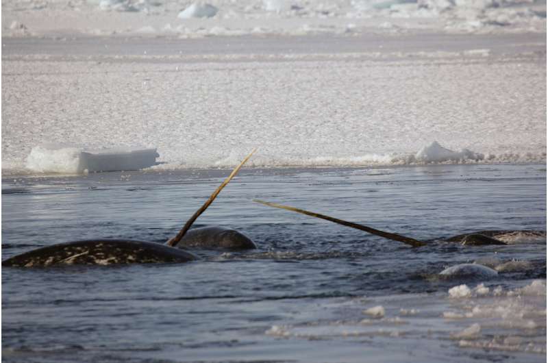 Heart monitors on wild narwhals reveal alarming responses to stress
