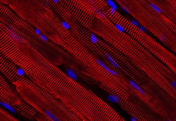 Ultra-thin tissue samples could help to understand and treat heart disease