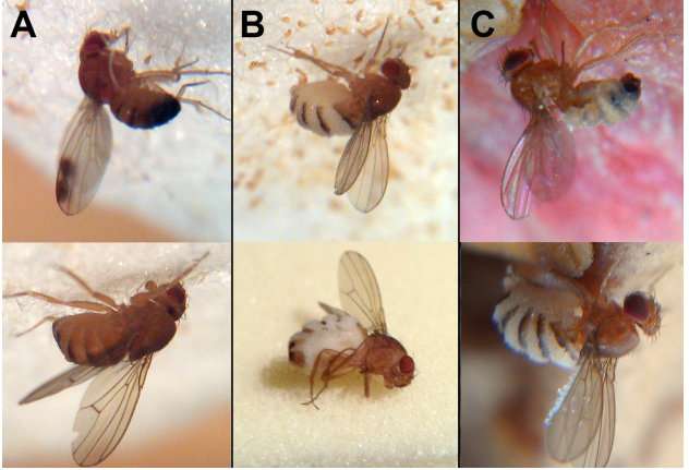 How fungus manipulate fruit flies into hosting spores and releasing them