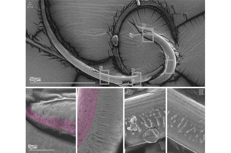 Study of beetle flagellum offers possible way to improve medical devices