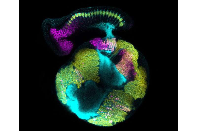 Biologists find new source for brain's development