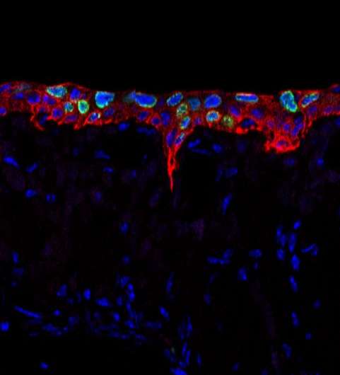 Inflammation required for “smell” tissue regeneration