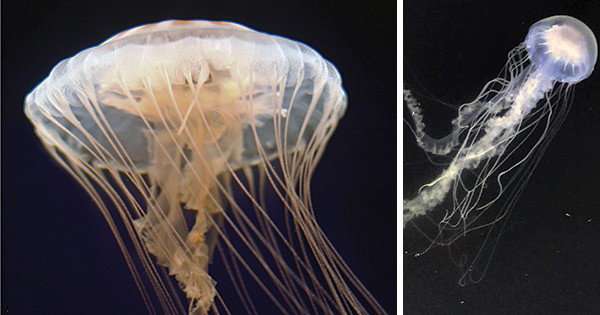 New discovery: Common jellyfish is actually two species