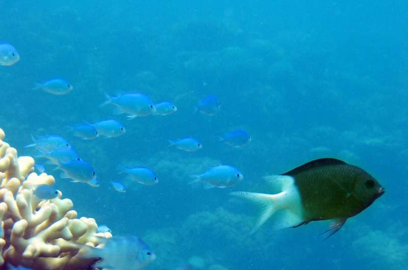 New research delivers hope for reef fish living in a high CO2 world