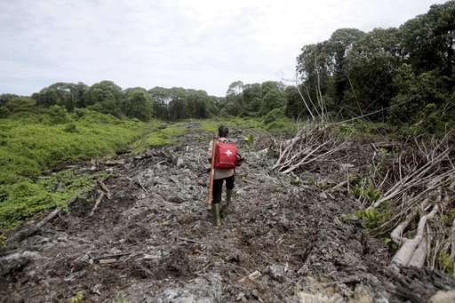 Palm oil kills orangutans in Indonesia peat swamp