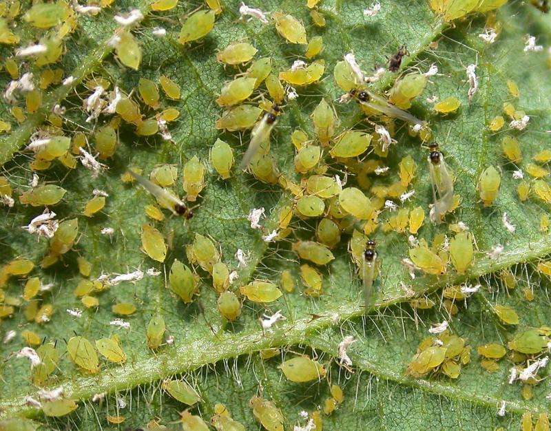 Research reveals integrated pest management best option for treatment of soybean aphids