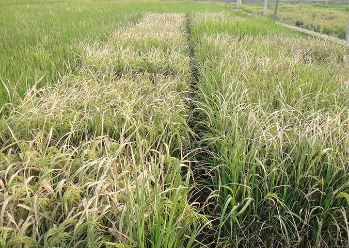 Scientists Engineer Disease-Resistant Rice Without Sacrificing Yield