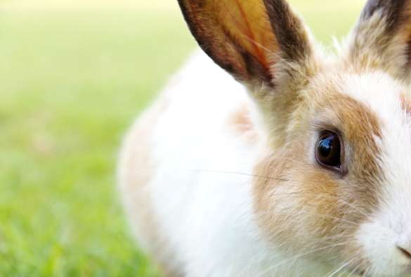 Scientists warn of seasonal increase of deadly rabbit disease