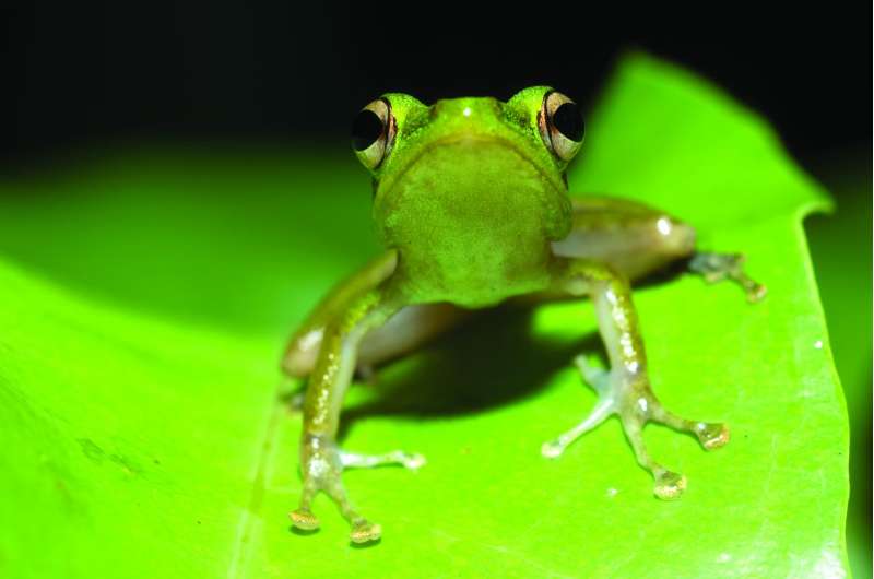 The evolution of 'true frogs' defies long-held expectations of science