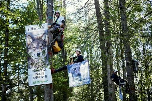 This handout photo made available on August 31, 2017 by Greenpeace shows their activists hanging in trees to stop logging in Pol