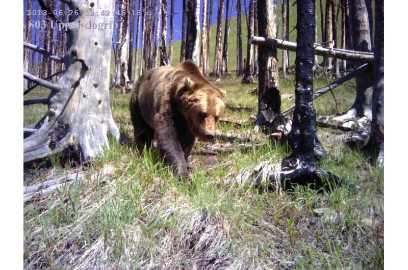 University of Montana research shows importance of remote cameras as biodiversity tools
