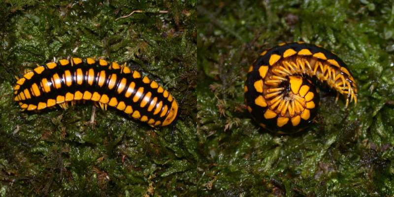 Virginia Tech entomologist discovers invertebrate that comes in more color combinations than any oth