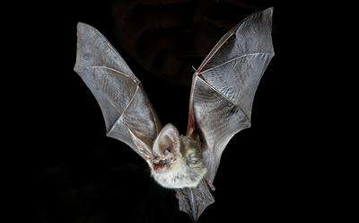 Climate change could put rare bat species at greater risk