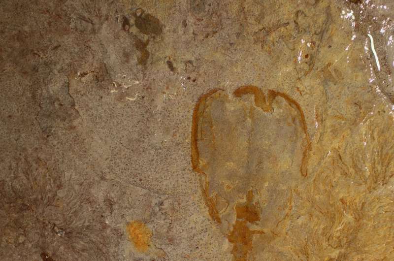 Scientists describe 'enigmatic' species that lived in Utah some 500 million years ago