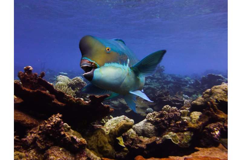 Researchers identify movement patterns of a parrotfish that rotationally harvests its favorite algae