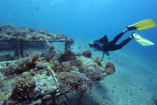 Researchers from the Interuniversity Institute for Marine Sciences in the southern Israeli resort city Eilat monitor coral growt